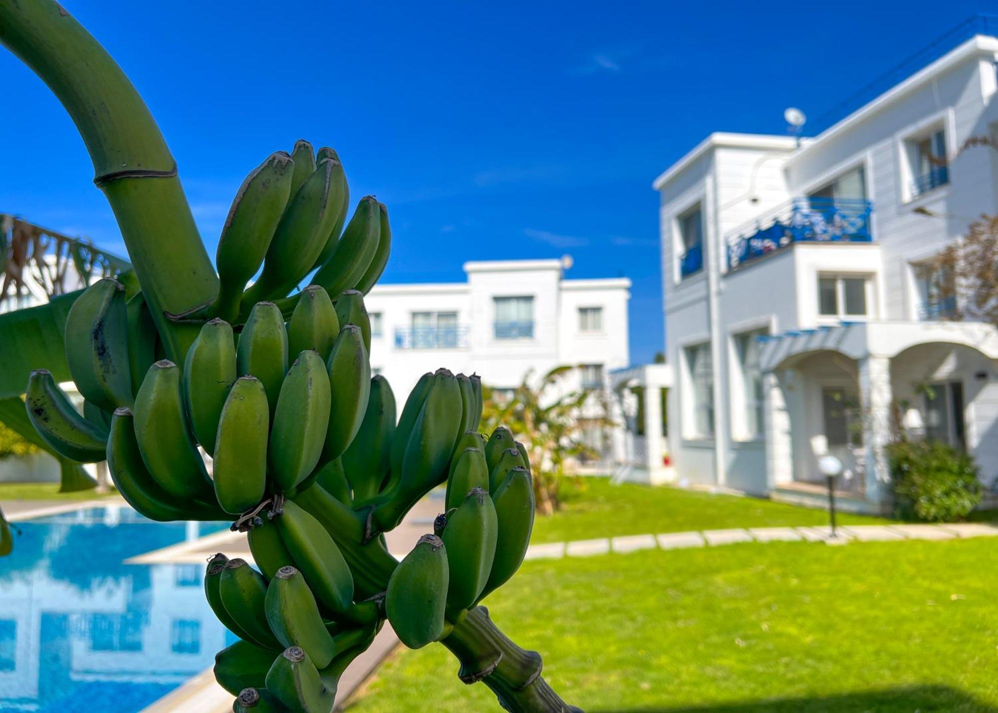 Garden Loft Apt With Pool In Alsancak Kyrenia Cirénia Exterior foto